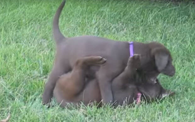 choc labrador puppies wrestling