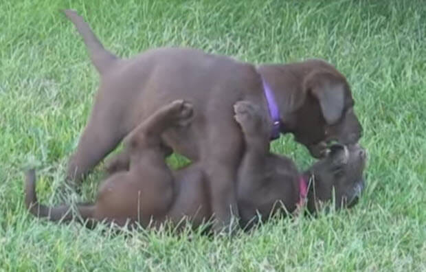 choc labrador puppies wrestling