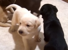 choc yellow black lab puppies