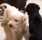 choc yellow black lab puppies