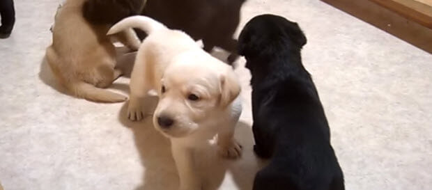 choc yellow black lab puppies