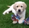 cute-baby-labrador-puppy