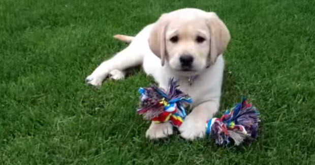 cute-baby-labrador-puppy