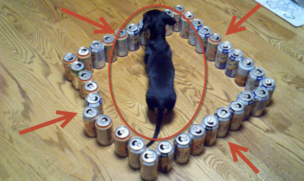 dog maze