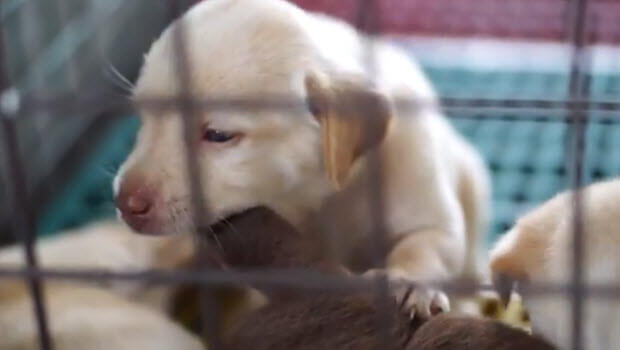 four week old labrdor puppies