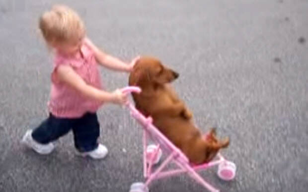 girl-pusshing-dachshund-in-stroller-1