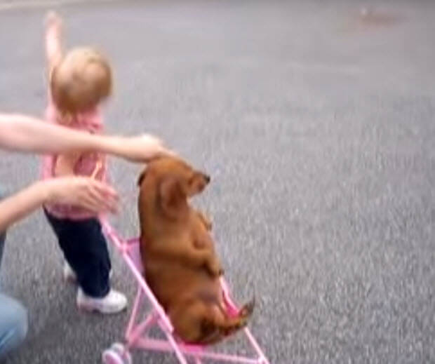 girl-pusshing-dachshund-in-stroller