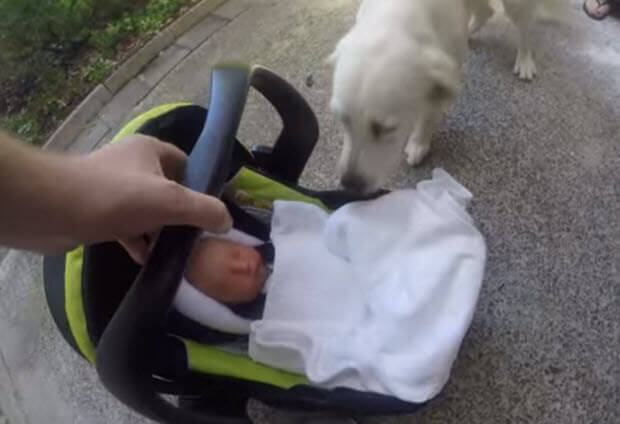 golden-retriever-dog-meets-baby-2