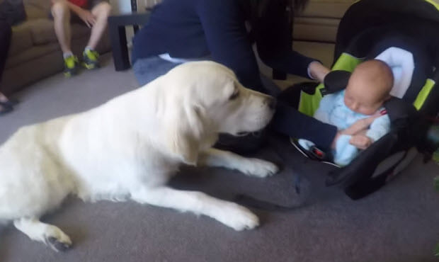 golden-retriever-dog-meets-baby-3