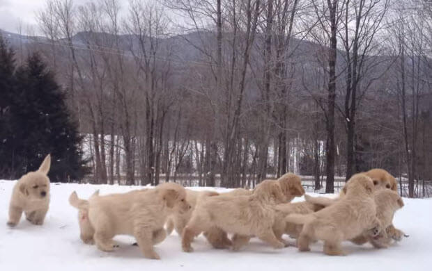 golden-retriever-puppies-playing-in-snow-7