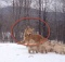 golden retriever puppies playing in snow