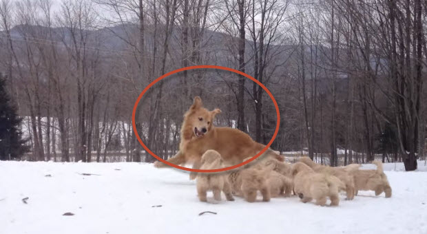 golden retriever puppies playing in snow