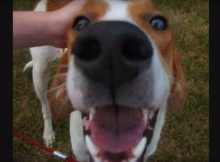 how could you dogs story of unconditional love