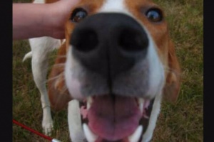 how could you dogs story of unconditional love