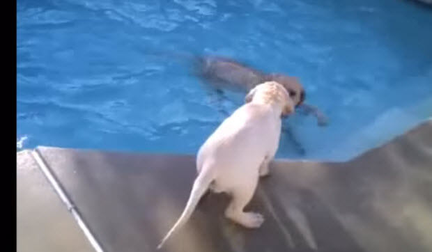 lab puppy swimming with mom