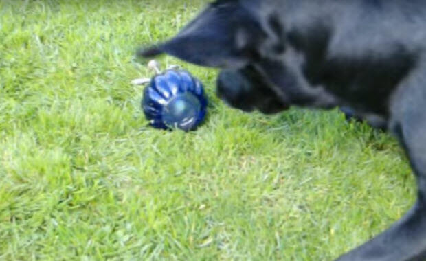 labrador-afraid-of-spray-bottle-2