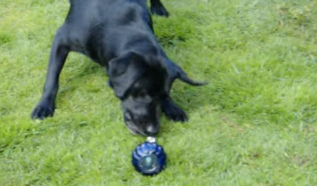 labrador-afraid-of-spray-bottle