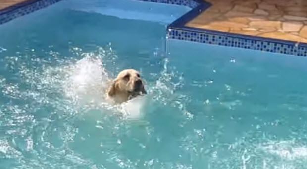 labrador chasing boy in pool