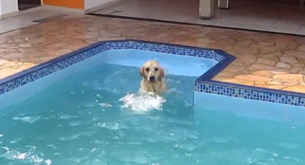 labrador chasing boy in pool