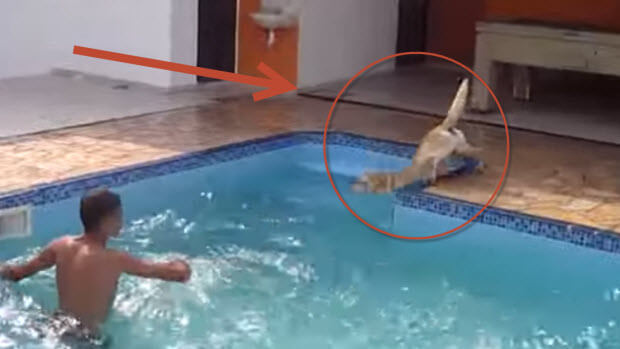 labrador chasing boy in pool