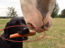 labrador dog feeds carrot to horse