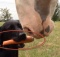 labrador dog feeds carrot to horse