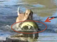 labrador-dog-fisherman