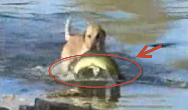 labrador-dog-fisherman