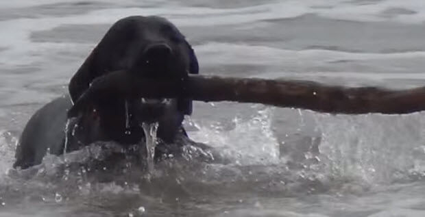 labrador-first-swim-in-ocean-2