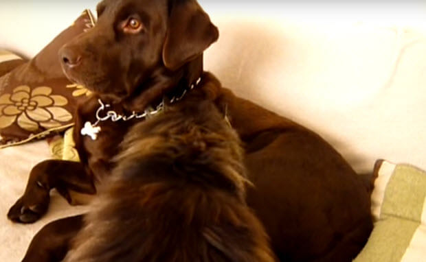 labrador-gets-massage-from-his-cat