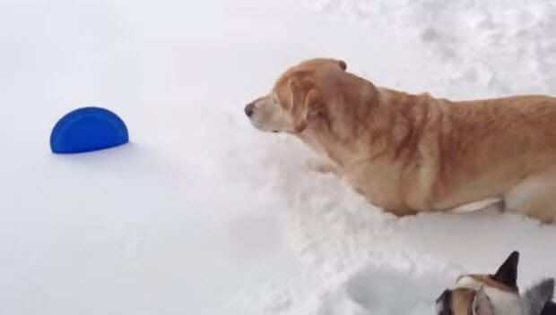 labrador helps french bulldog