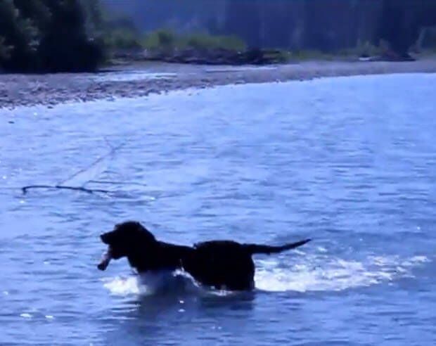 labrador in olympic national park