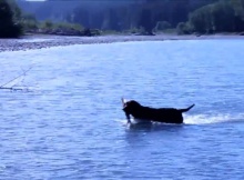 labrador in olympic national park