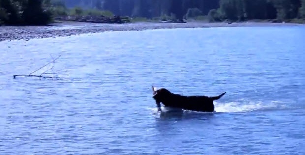 labrador in olympic national park