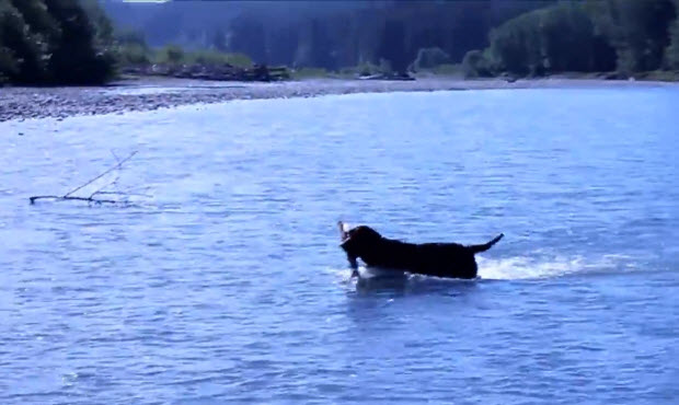 labrador in olympic national park