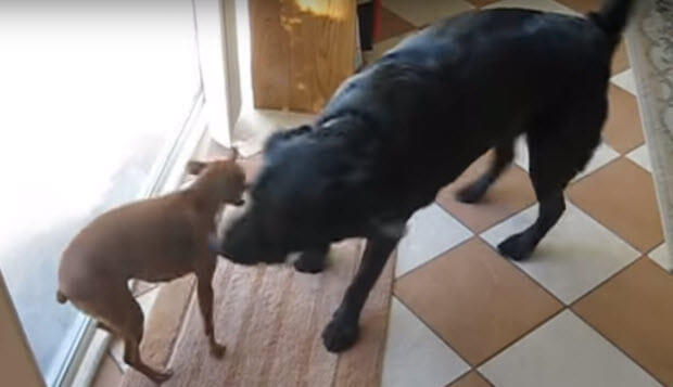 labrador-playing-with-dog-3