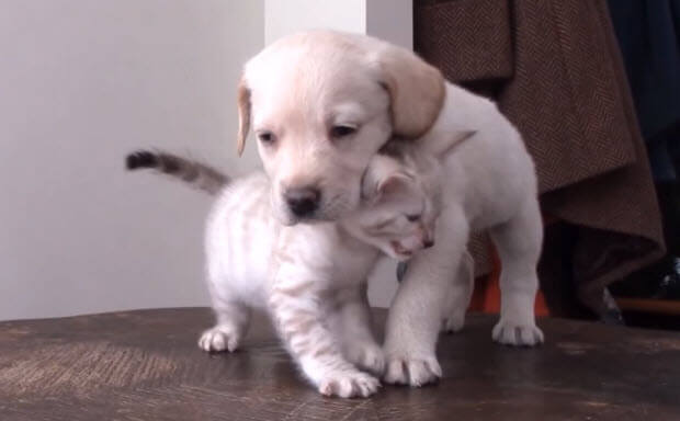 labrador-puppy-bengal-kitty-2