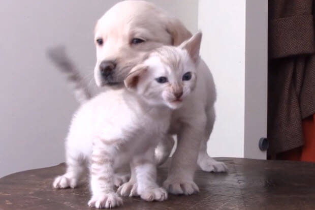 labrador-puppy-bengal-kitty-6