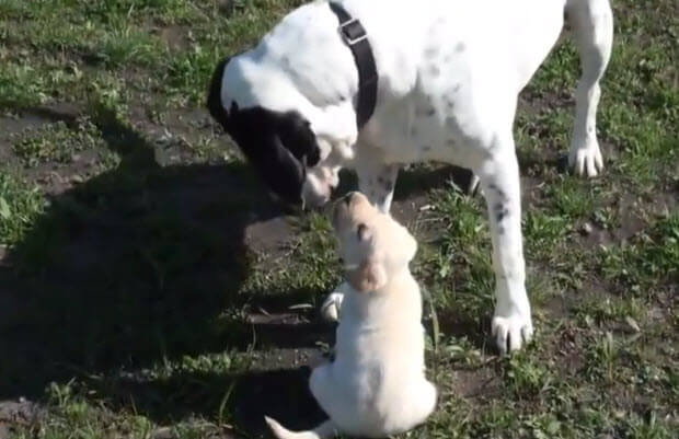 labrador-puppy-looking-up-to-his-big-brother-2