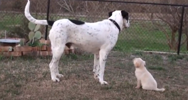 labrador-puppy-looking-up-to-his-big-brother