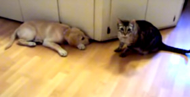 labrador-puppy-meets-cat-4