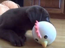 labrador-puppy-playing-toy-chicken