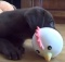 labrador-puppy-playing-toy-chicken