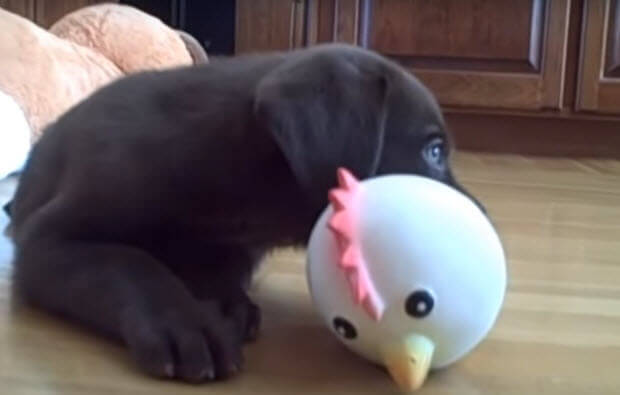 labrador-puppy-playing-toy-chicken