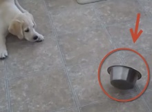 labrador puppy vs bowl