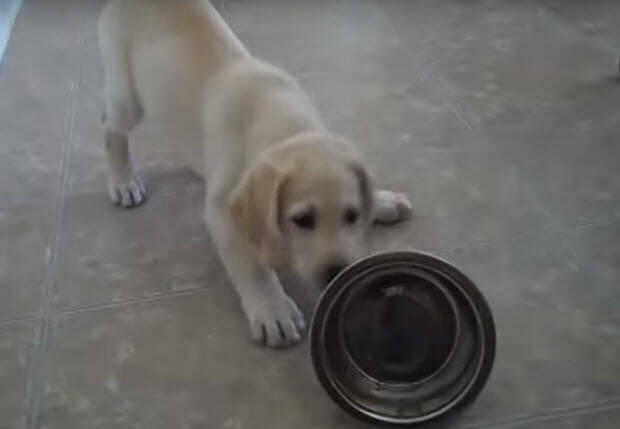 labrador puppy vs bowl