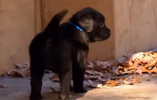 labrador retriever cute puppies