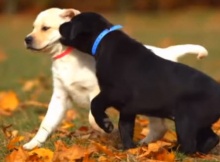 labrador retriever cute puppies
