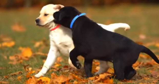 labrador retriever cute puppies