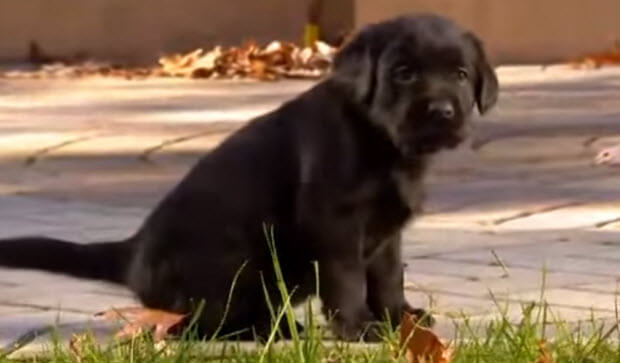 labrador retriever cute puppies